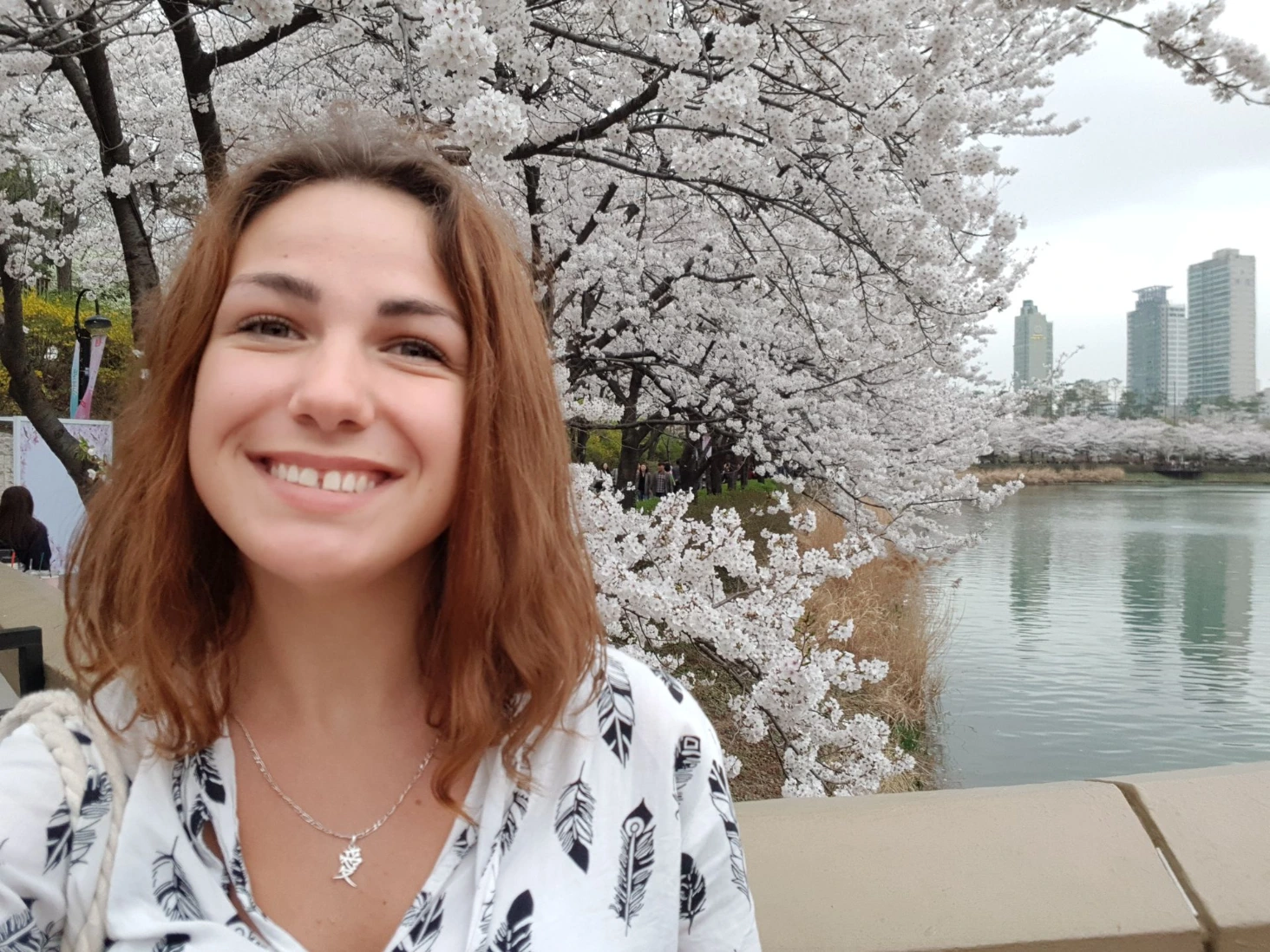 Cerisiers en fleurs Séoul