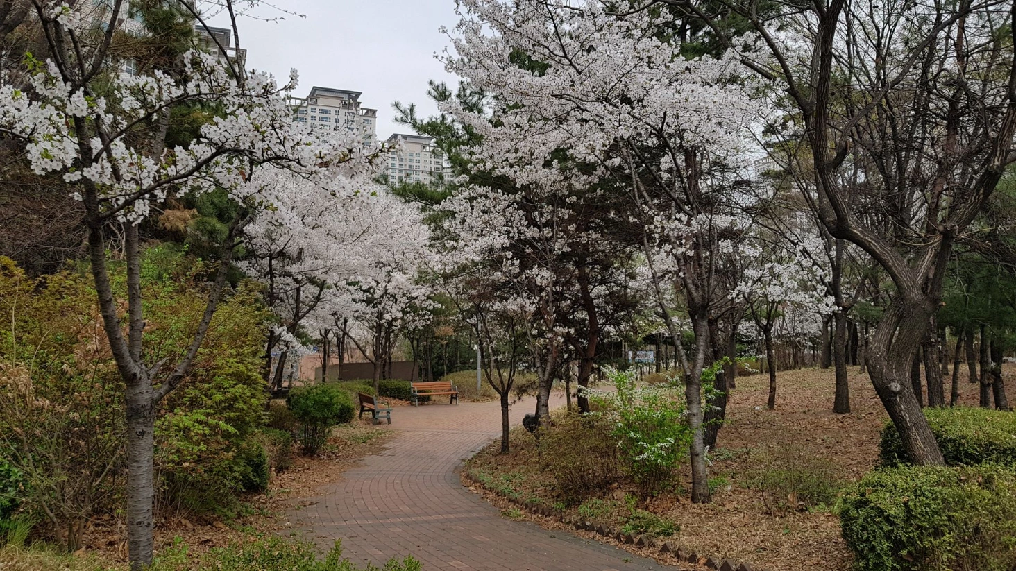 Cerisiers en fleurs Séoul
