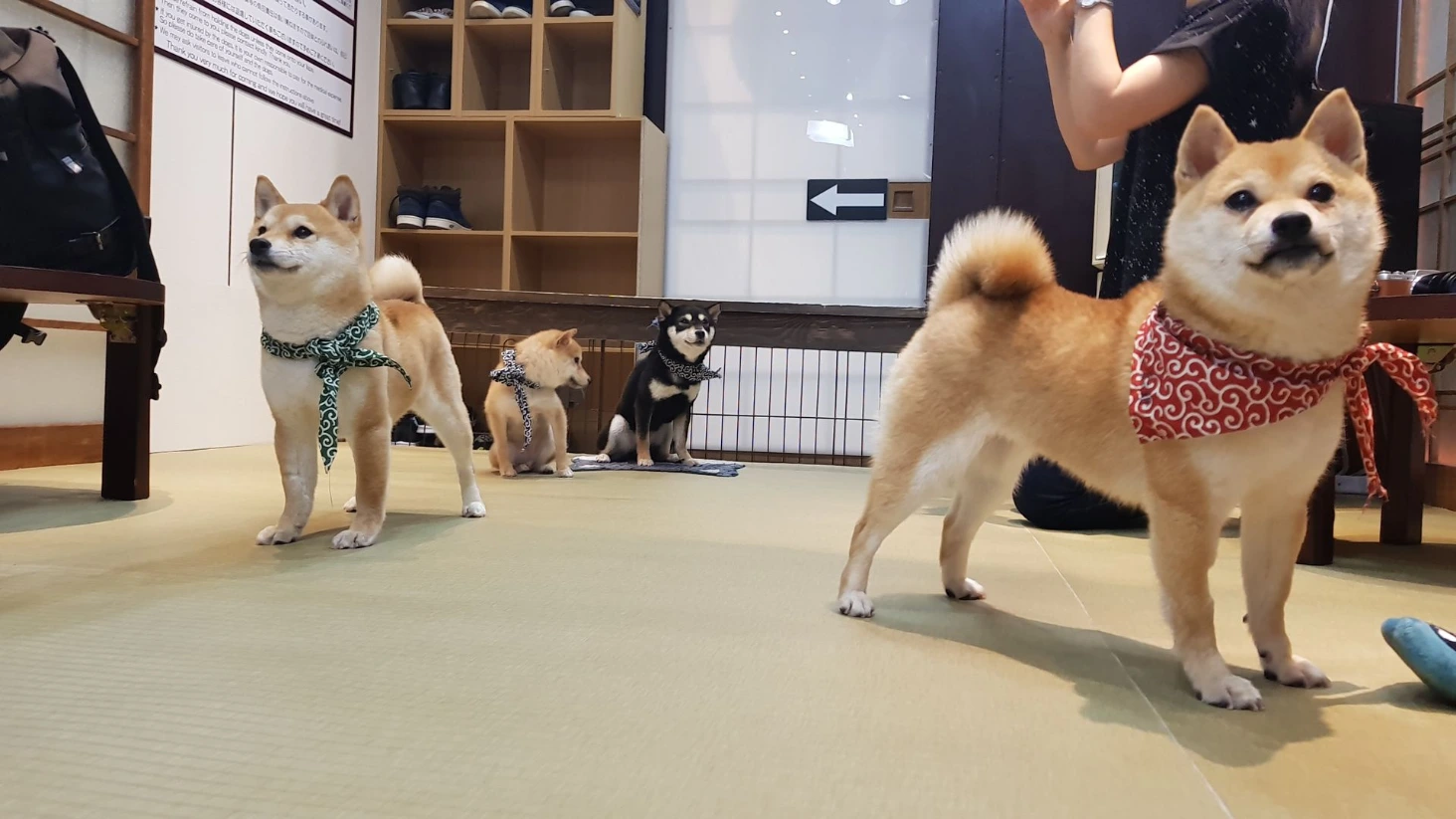Shibas Kyoto