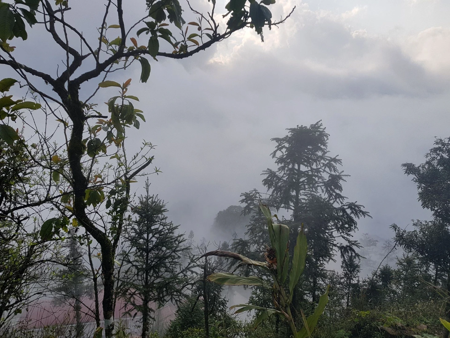 Sapa