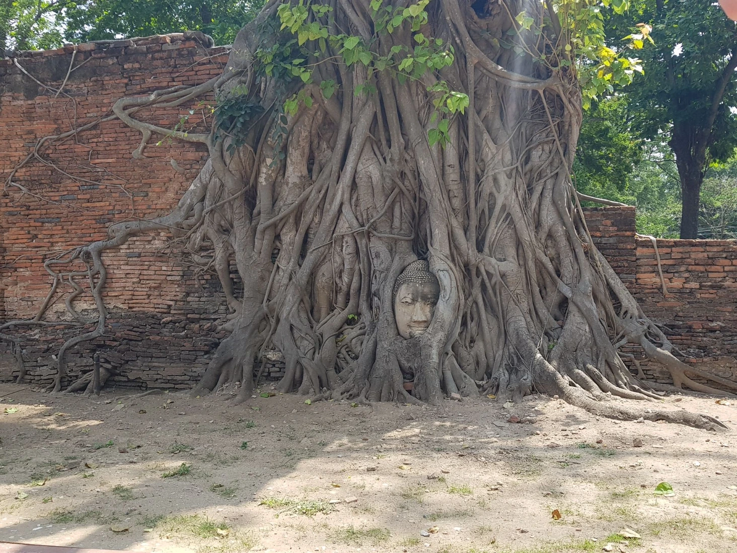 Tête de Buddha Ayutthaya