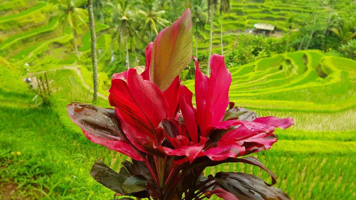 Rizières Tegalalang Bali