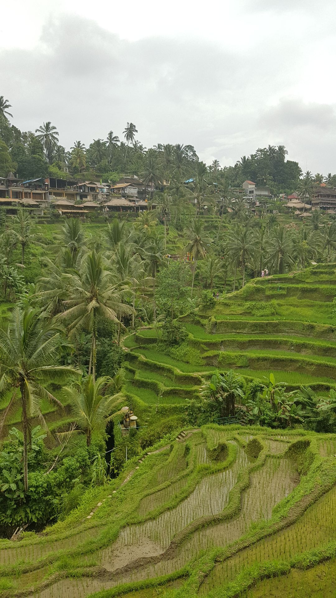 Rizières Tegalalang Bali