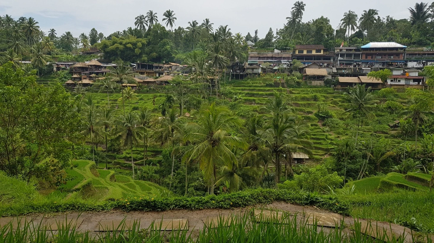 Rizières Tegalalang Bali