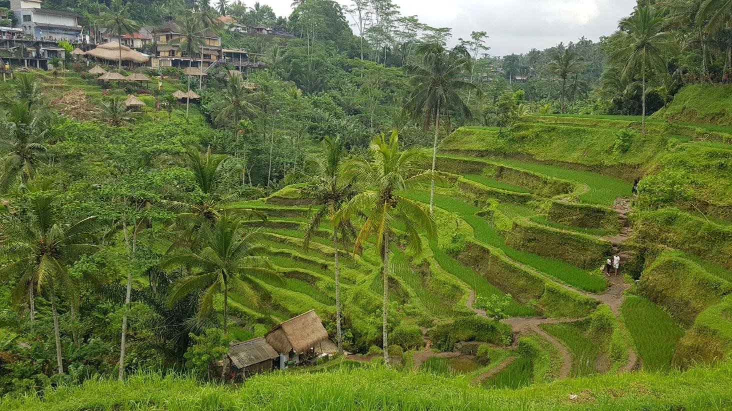 Rizières Tegalalang Bali