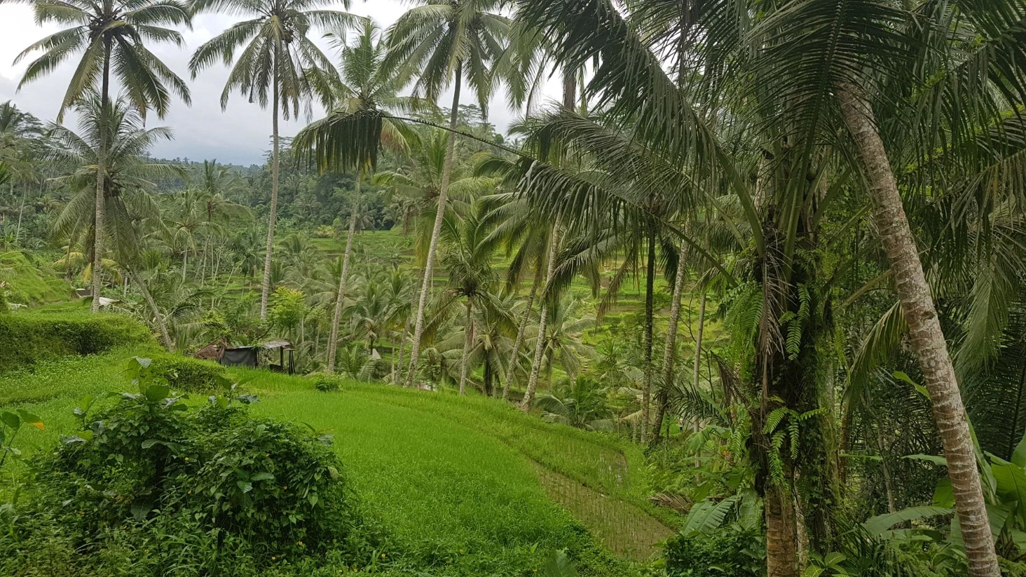 Rizières Tegalalang Bali