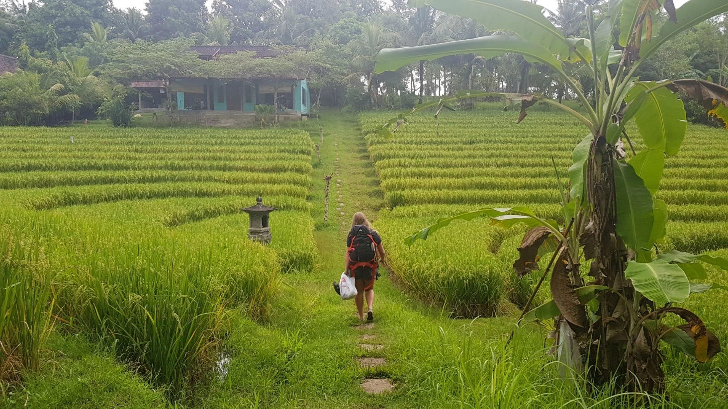 Rizières Bali